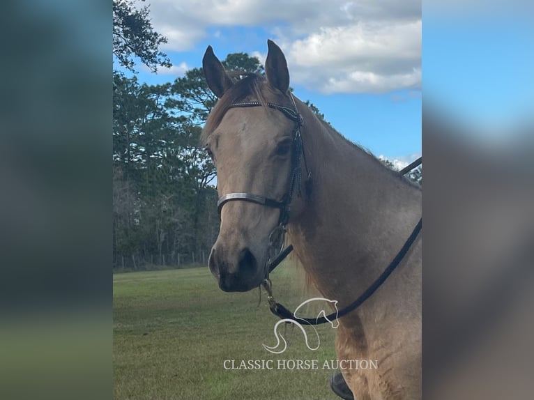 Tennessee walking horse Caballo castrado 9 años 152 cm Buckskin/Bayo in Morriston, FL