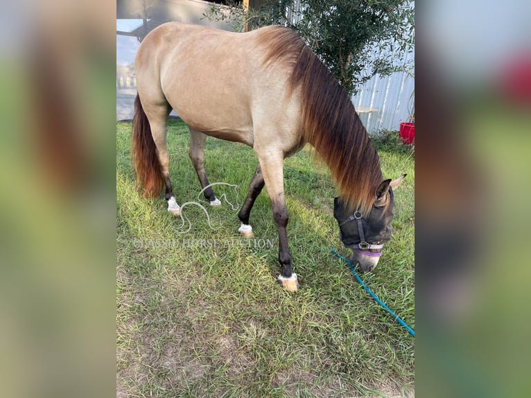 Tennessee walking horse Caballo castrado 9 años 152 cm Buckskin/Bayo in Morriston, FL