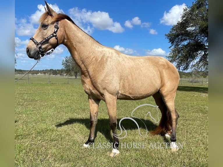 Tennessee walking horse Caballo castrado 9 años 152 cm Buckskin/Bayo in Morriston, FL