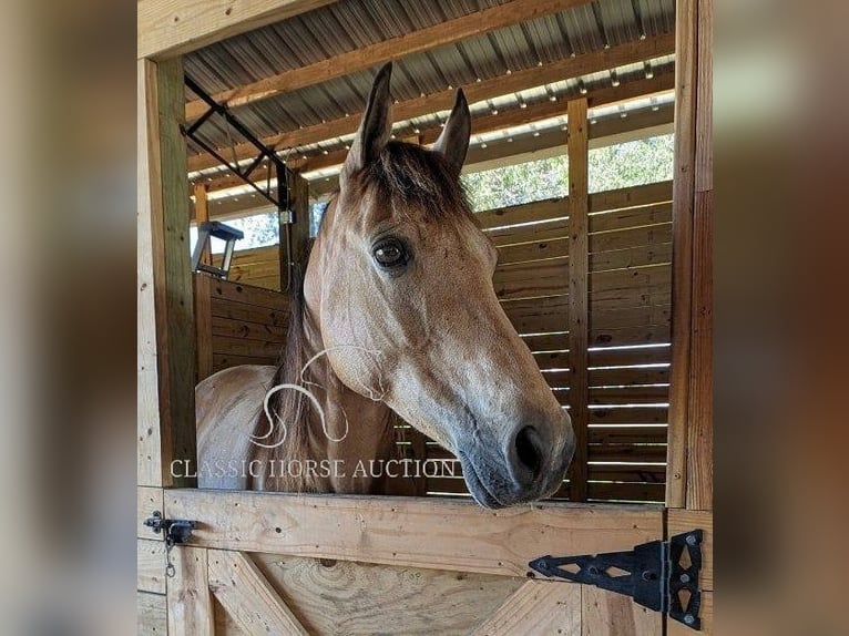 Tennessee walking horse Caballo castrado 9 años 152 cm Buckskin/Bayo in Morriston, FL