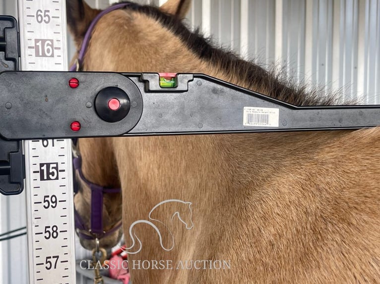 Tennessee walking horse Caballo castrado 9 años 152 cm Buckskin/Bayo in Morriston, FL