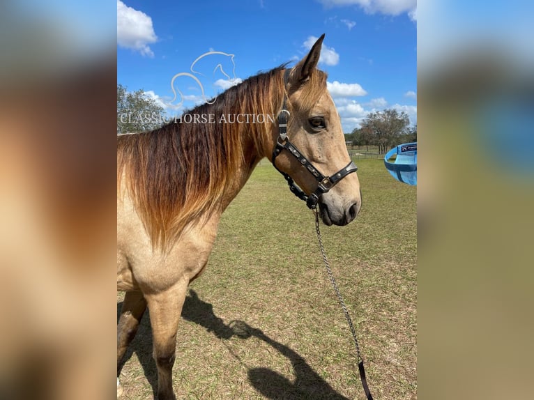 Tennessee walking horse Caballo castrado 9 años 152 cm Buckskin/Bayo in Morriston, FL