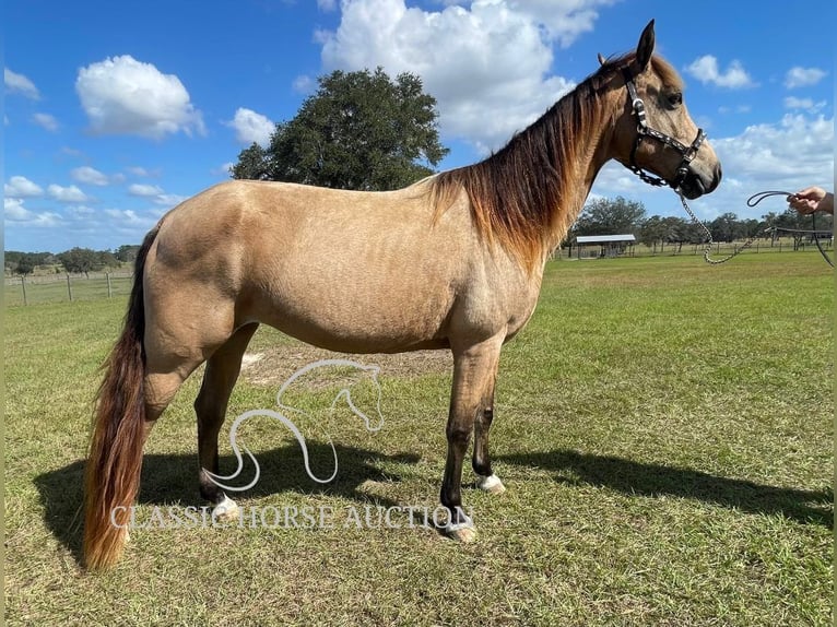 Tennessee walking horse Caballo castrado 9 años 152 cm Buckskin/Bayo in Morriston, FL