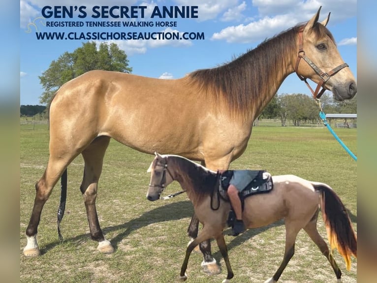 Tennessee walking horse Caballo castrado 9 años 152 cm Buckskin/Bayo in Morriston, FL