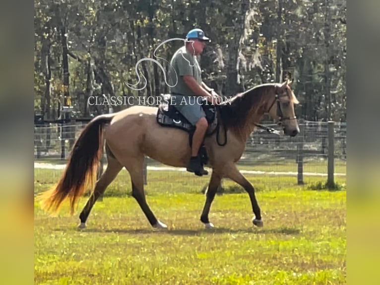 Tennessee walking horse Caballo castrado 9 años 152 cm Buckskin/Bayo in Morriston, FL