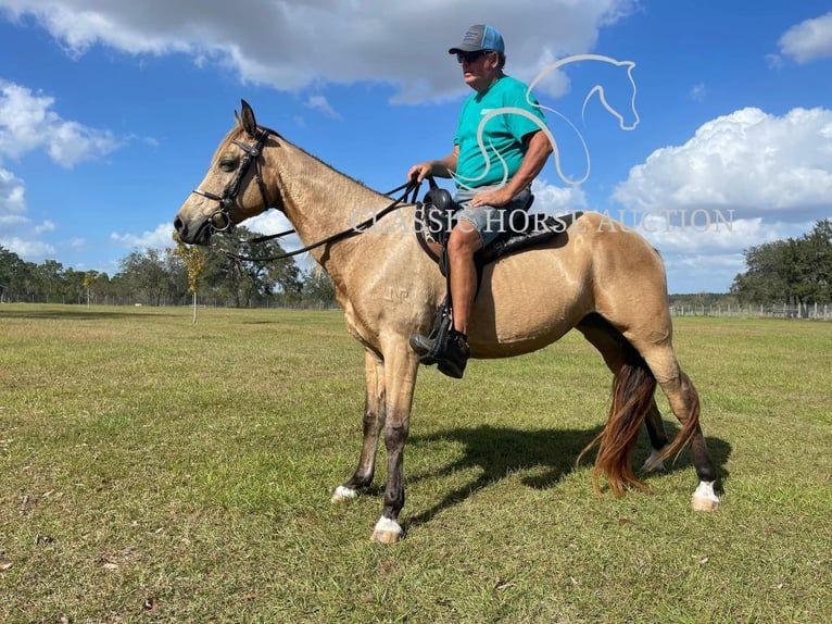 Tennessee walking horse Caballo castrado 9 años 152 cm Buckskin/Bayo in Morriston, FL