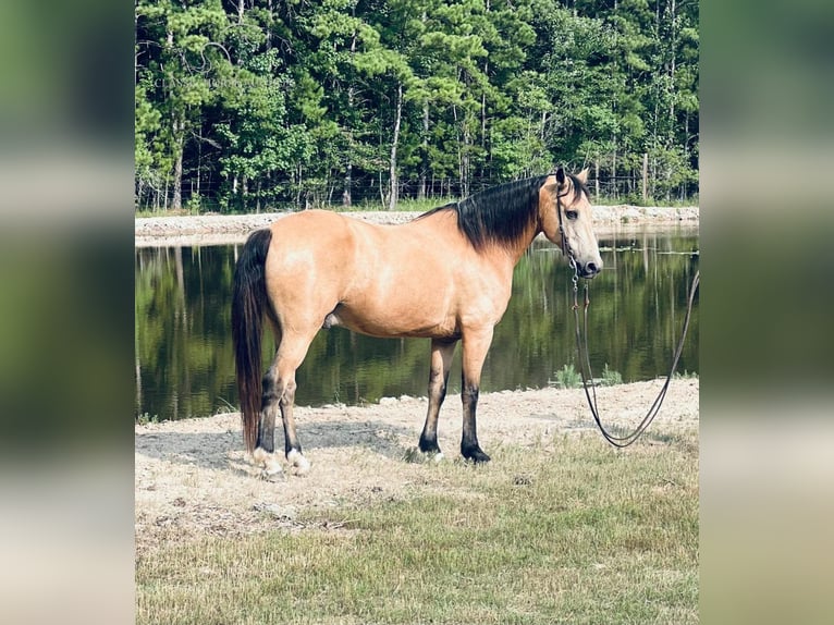 Tennessee walking horse Caballo castrado 9 años 152 cm Buckskin/Bayo in Independence, LA