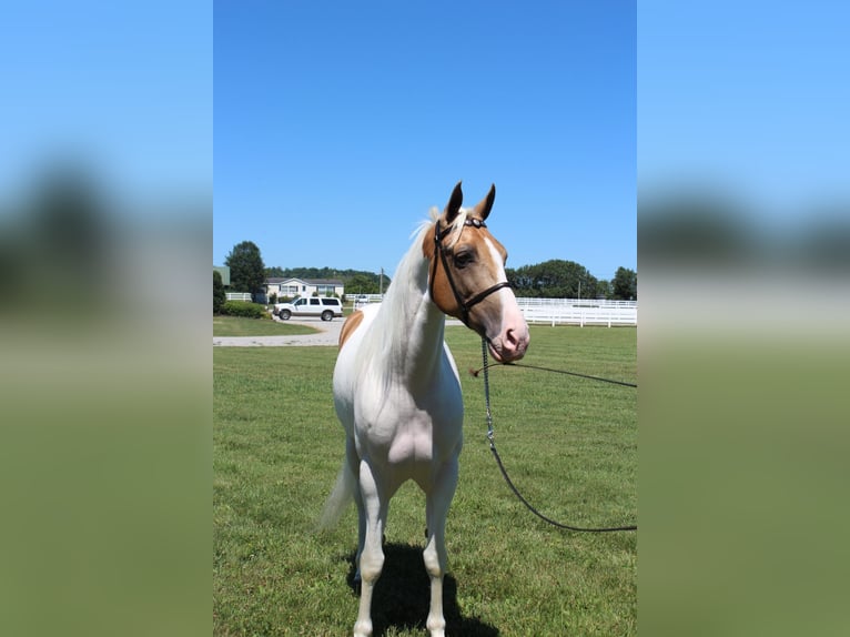 Tennessee walking horse Caballo castrado 9 años 152 cm Palomino in Lewisburg, tn