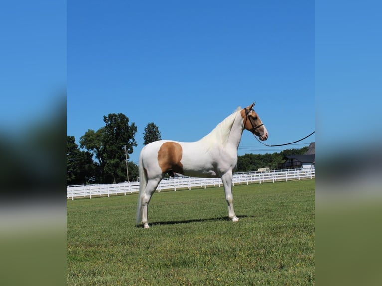 Tennessee walking horse Caballo castrado 9 años 152 cm Palomino in Lewisburg, tn