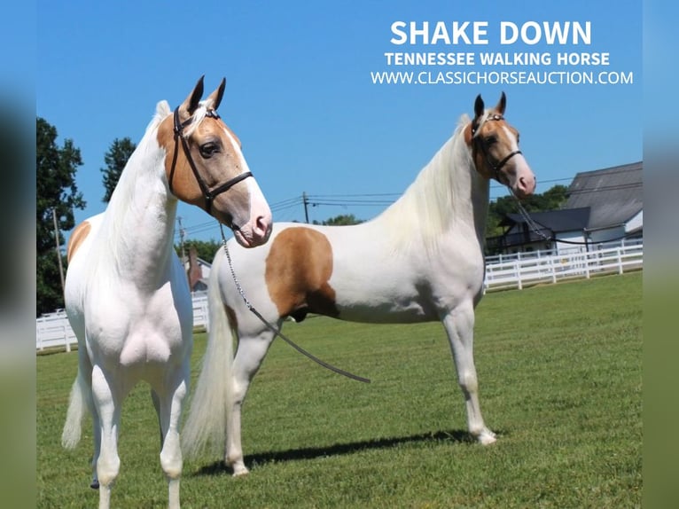 Tennessee walking horse Caballo castrado 9 años 152 cm Palomino in Lewisburg, tn