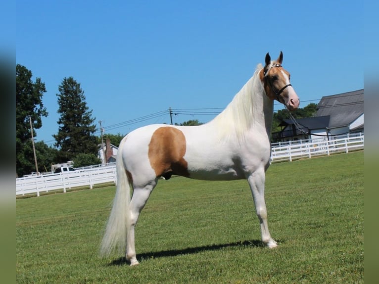 Tennessee walking horse Caballo castrado 9 años 152 cm Palomino in Lewisburg, tn