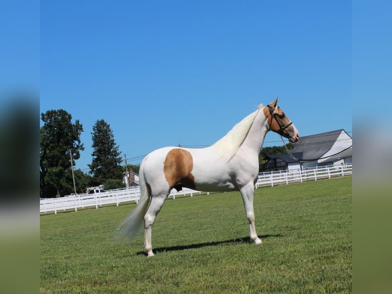 Tennessee walking horse Caballo castrado 9 años 152 cm Palomino in Lewisburg, tn