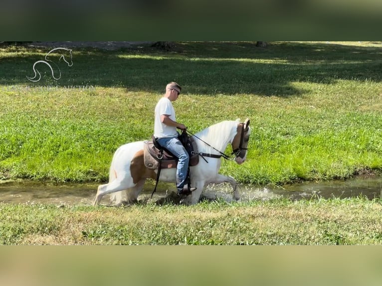 Tennessee walking horse Caballo castrado 9 años 152 cm Palomino in Lewisburg, tn