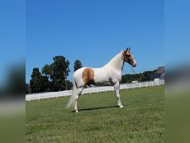 Tennessee walking horse Caballo castrado 9 años 152 cm Palomino in Lewisburg, tn