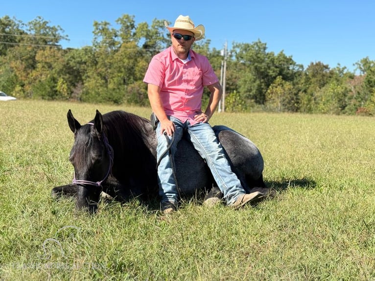 Tennessee walking horse Caballo castrado 9 años 152 cm Ruano azulado in Whitley City, KY