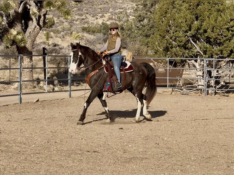 Tennessee walking horse Caballo castrado 9 años 152 cm Sabino in Norris