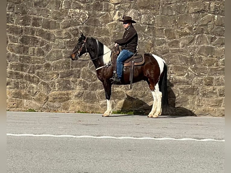 Tennessee walking horse Caballo castrado 9 años 152 cm Tobiano-todas las-capas in Whitley City KY