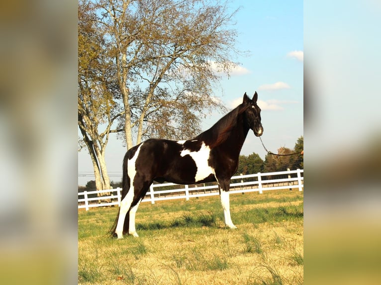 Tennessee walking horse Caballo castrado 9 años 152 cm Tobiano-todas las-capas in Lewisburg, TN