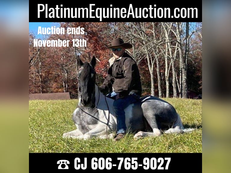 Tennessee walking horse Caballo castrado 9 años 152 cm Tobiano-todas las-capas in Whitley city kY