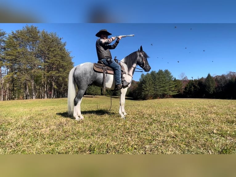 Tennessee walking horse Caballo castrado 9 años 152 cm Tobiano-todas las-capas in Whitley city kY