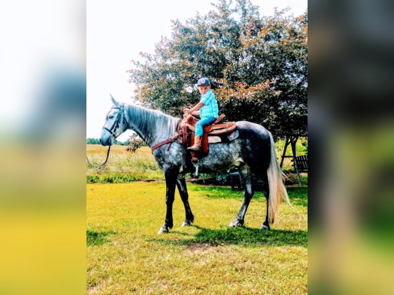 Tennessee walking horse Caballo castrado 9 años 152 cm Tordo in Columbia KY