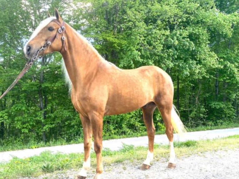 Tennessee walking horse Caballo castrado 9 años 155 cm Palomino in Whitley City KY