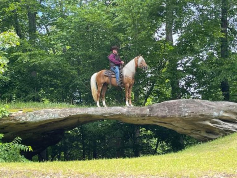 Tennessee walking horse Caballo castrado 9 años 155 cm Palomino in Whitley City KY