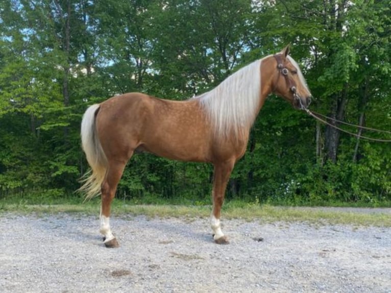 Tennessee walking horse Caballo castrado 9 años 155 cm Palomino in Whitley City KY