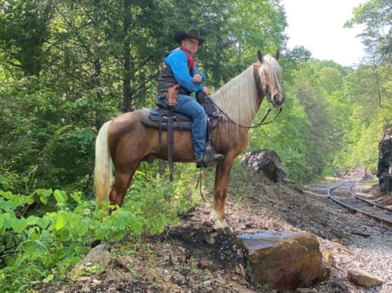 Tennessee walking horse Caballo castrado 9 años 155 cm Palomino in Whitley City KY