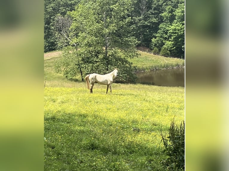 Tennessee walking horse Caballo castrado 9 años 160 cm  in Shoals, Indiana