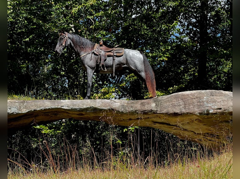 Tennessee walking horse Caballo castrado 9 años 160 cm in Whitley City, KY