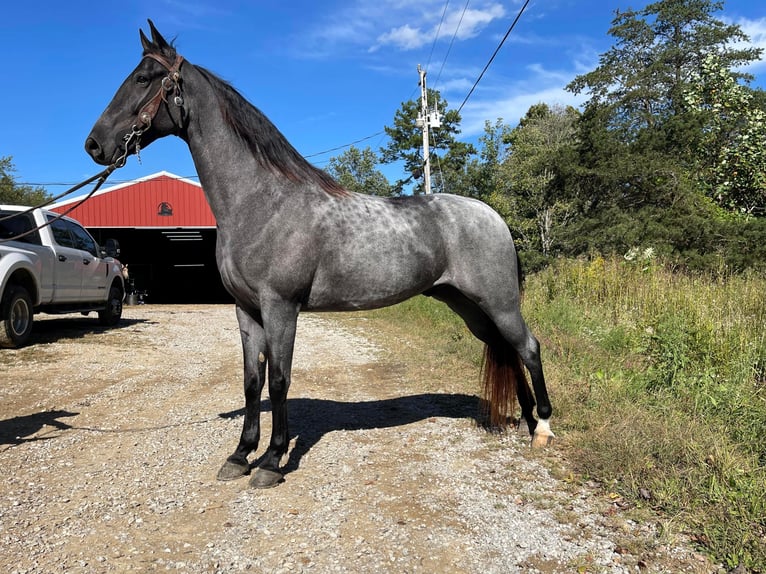 Tennessee walking horse Caballo castrado 9 años 160 cm Ruano azulado in Whitley City, KY