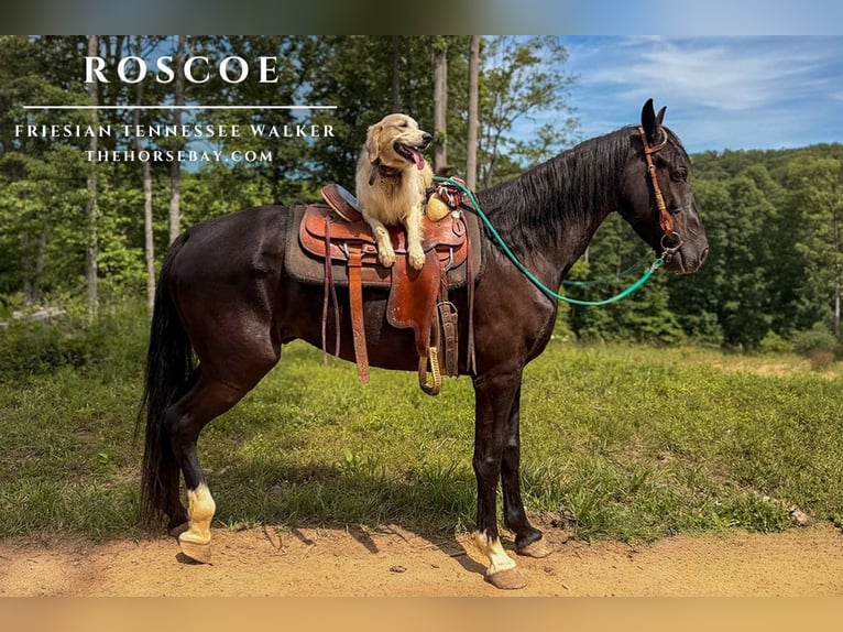 Tennessee walking horse Mestizo Caballo castrado 9 años 163 cm Negro in Hamden, OH