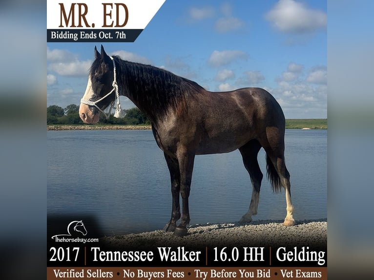 Tennessee walking horse Caballo castrado 9 años 163 cm Sabino in Lamoni, IA
