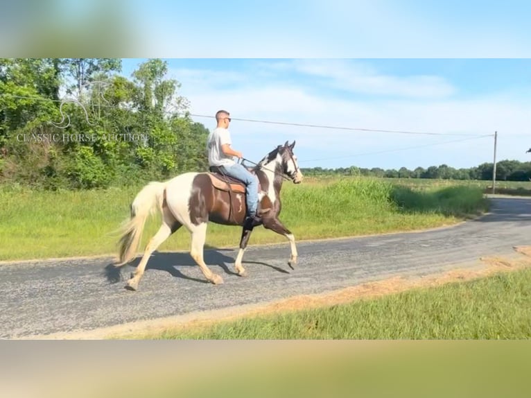 Tennessee walking horse Caballo castrado 9 años 173 cm Tobiano-todas las-capas in Lewisburg, TN