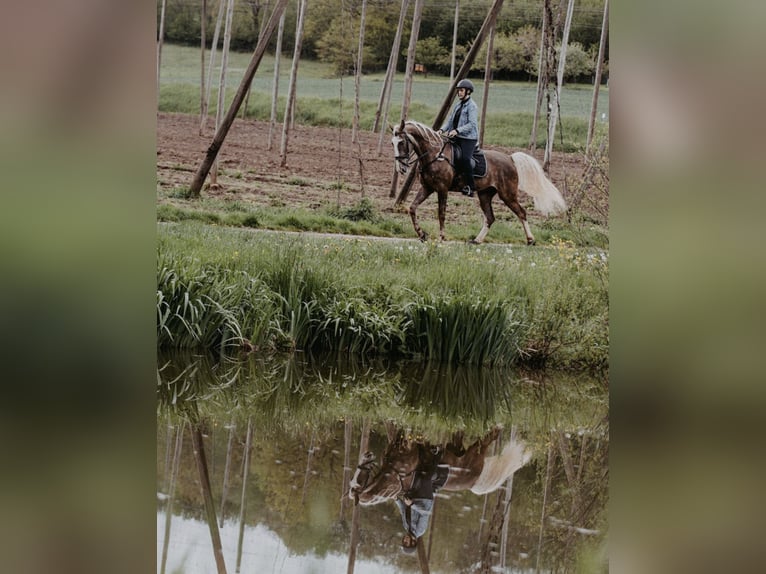 Tennessee walking horse Caballo castrado 9 años in Spalt
