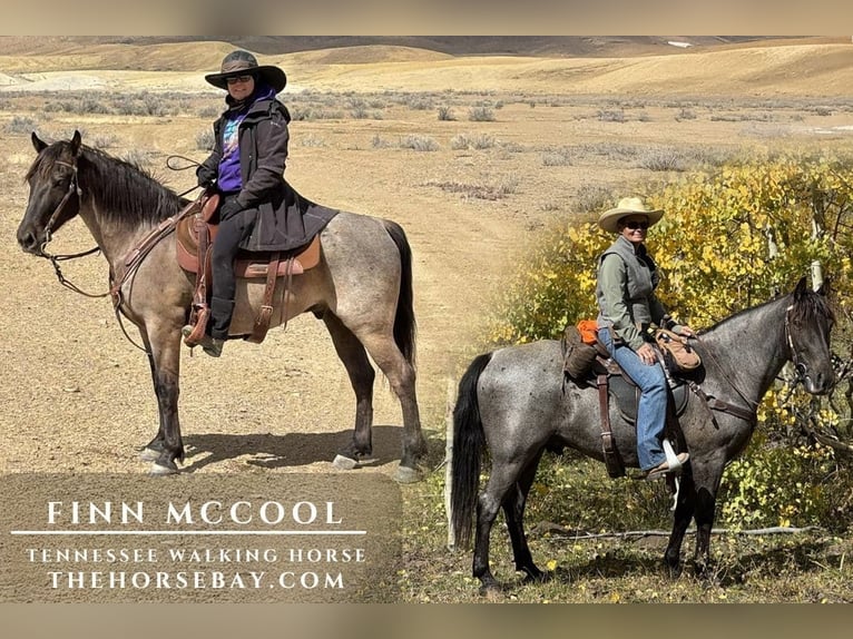 Tennessee walking horse Caballo castrado 9 años Ruano azulado in Cedaredge, CO