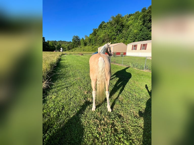Tennessee walking horse Caballo castrado 9 años Tobiano-todas las-capas in West Liberty KY