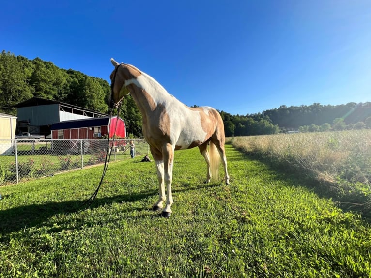 Tennessee walking horse Caballo castrado 9 años Tobiano-todas las-capas in West Liberty KY