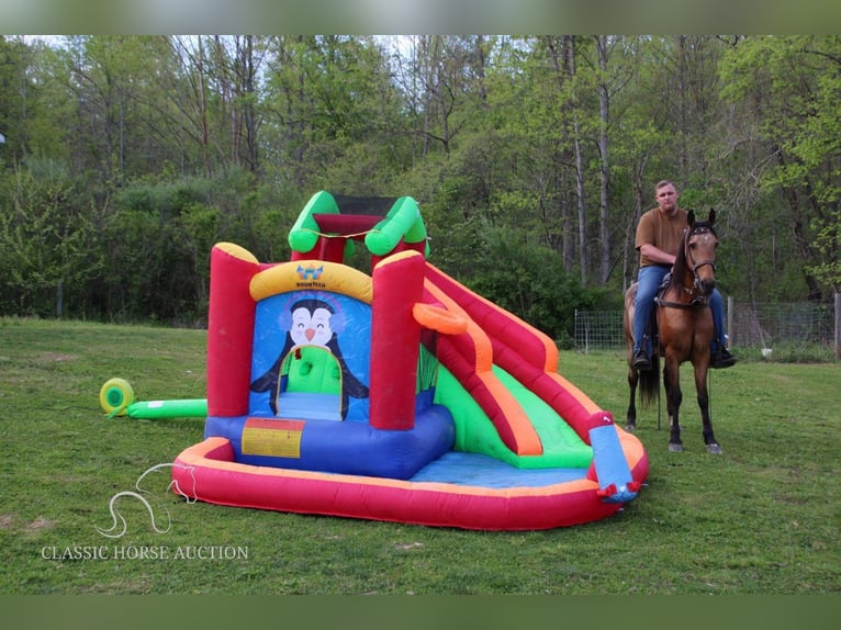 Tennessee Walking Horse Castrone 10 Anni 152 cm in Rockholds, KY