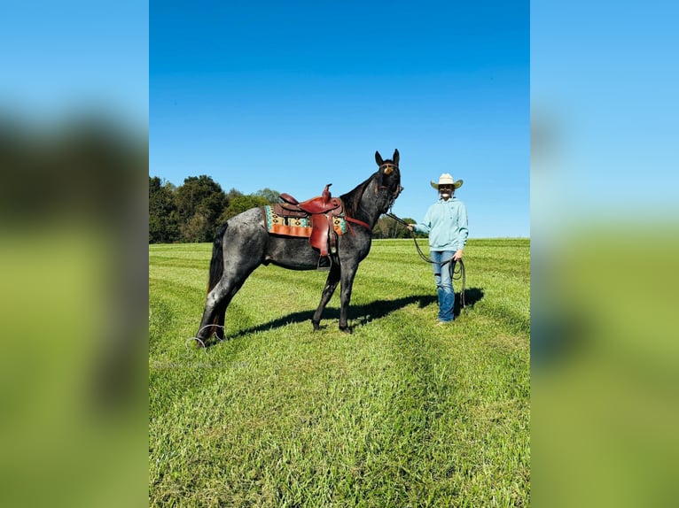 Tennessee Walking Horse Castrone 10 Anni 152 cm in Breeding, KY