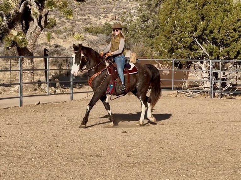 Tennessee Walking Horse Castrone 10 Anni 152 cm Morello in Jacksboro TX
