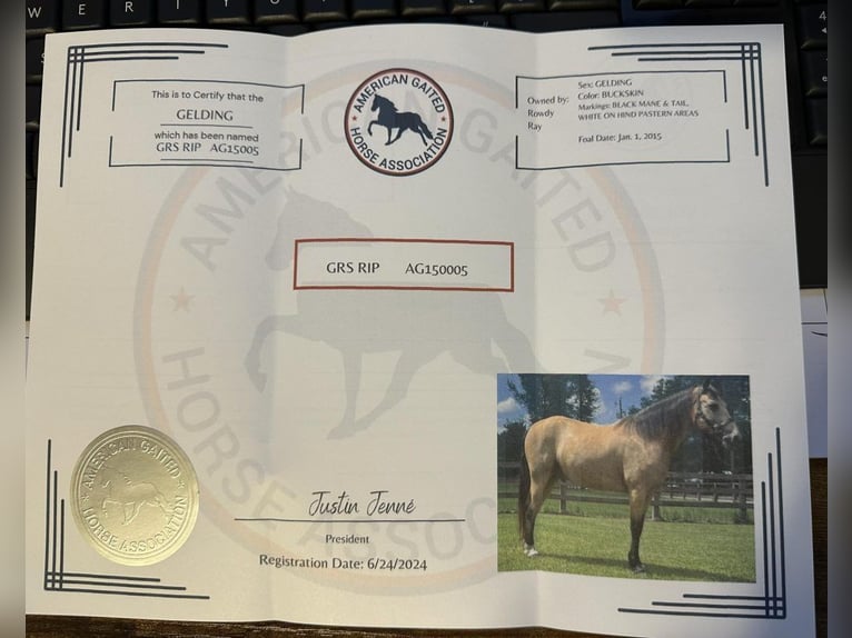 Tennessee Walking Horse Castrone 10 Anni 152 cm Pelle di daino in Independence, LA