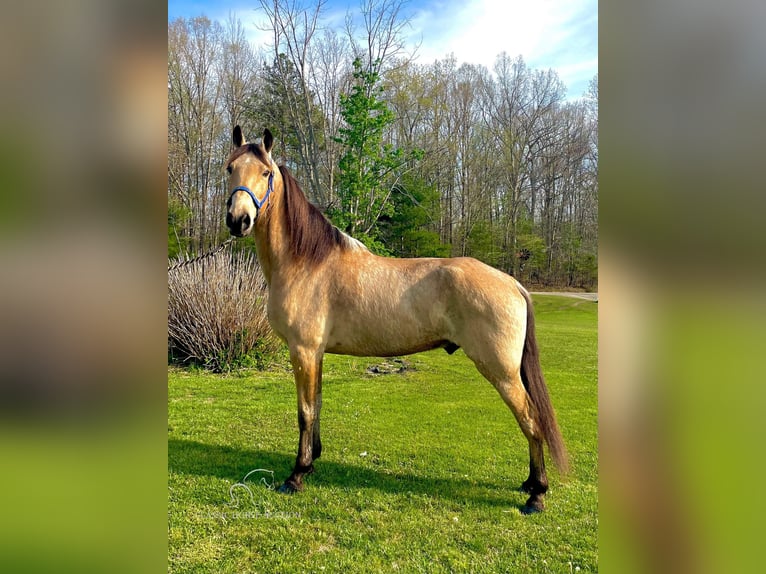 Tennessee Walking Horse Castrone 10 Anni 152 cm Pelle di daino in Tyner, KY