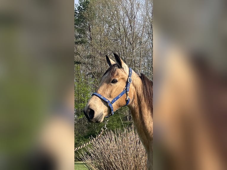 Tennessee Walking Horse Castrone 10 Anni 152 cm Pelle di daino in Tyner, KY