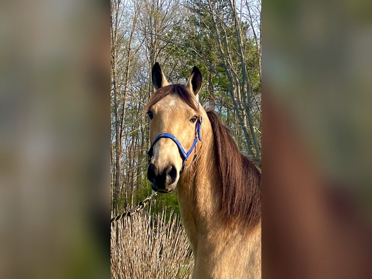 Tennessee Walking Horse Castrone 10 Anni 152 cm Pelle di daino in Tyner, KY