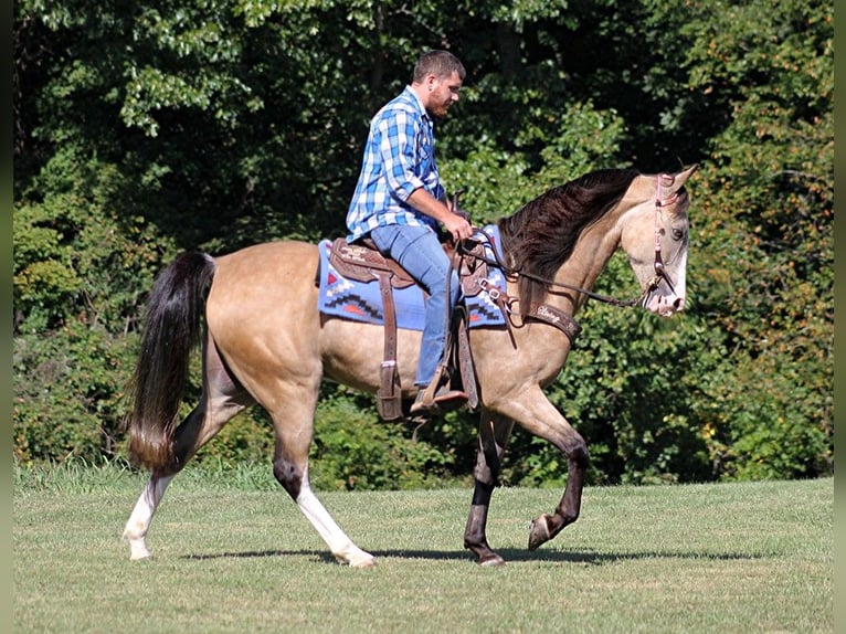 Tennessee Walking Horse Castrone 10 Anni 152 cm Pelle di daino in Jamestown, KY