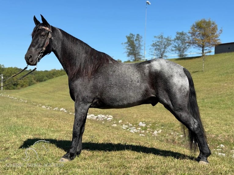 Tennessee Walking Horse Castrone 10 Anni 152 cm Roano blu in Whitley City, KY