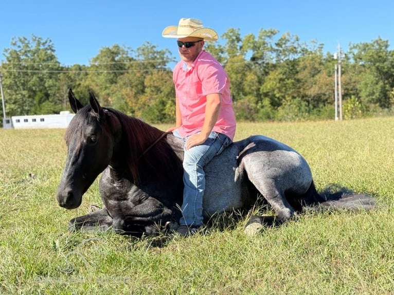 Tennessee Walking Horse Castrone 10 Anni 152 cm Roano blu in Whitley City, KY