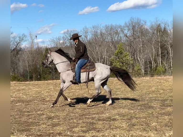 Tennessee Walking Horse Castrone 10 Anni 152 cm Roano blu in Whitley City KY